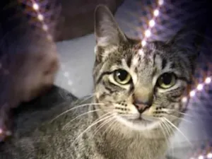 Gato raça Srd idade 1 ano nome Gucci lindo 