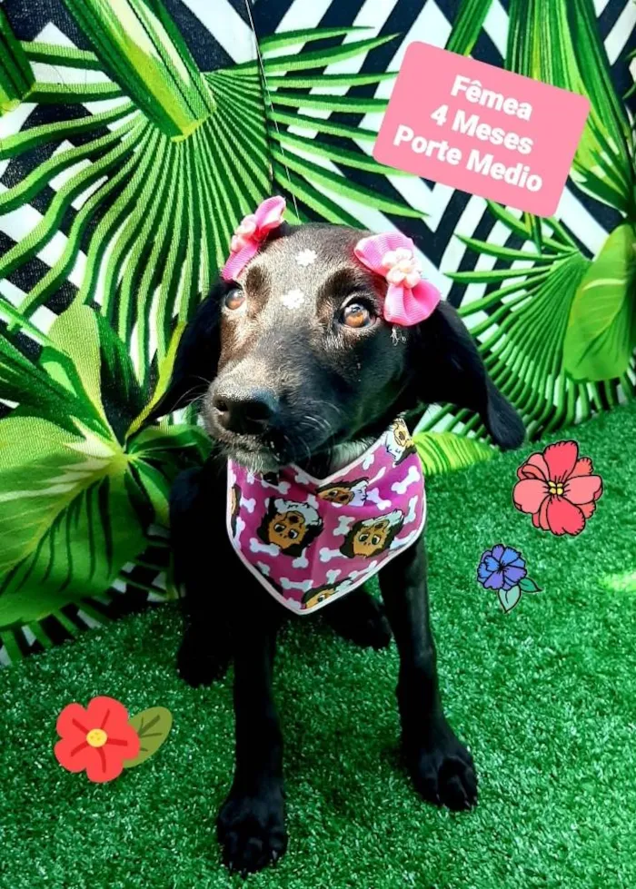 Cachorro raça Srd idade 2 a 6 meses nome Princess 