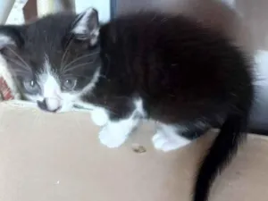 Gato raça Desconhecida idade 2 a 6 meses nome Aquarela