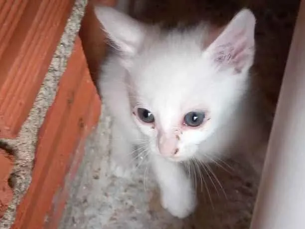 Gato ra a Desconhecida idade 2 a 6 meses nome Joca