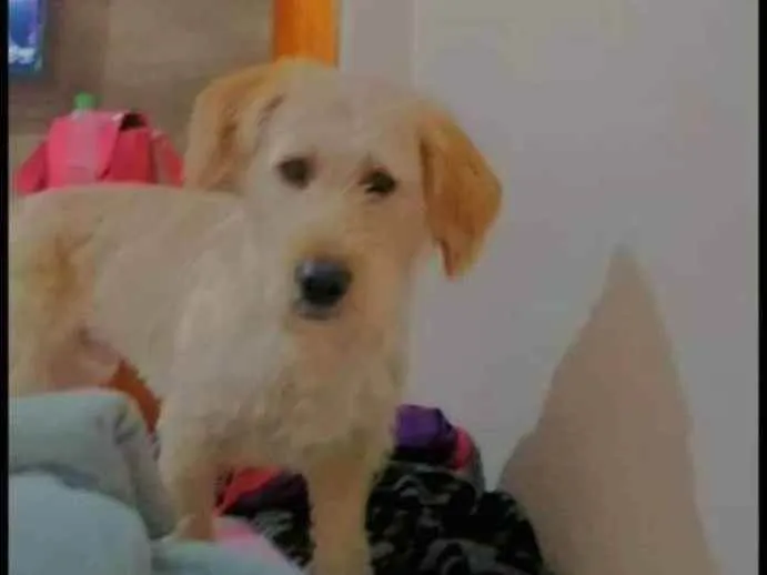 Cachorro ra a Não sei dizer  idade 7 a 11 meses nome Fredy