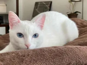 Gato raça SRD idade 7 a 11 meses nome Bianca Whitewalker