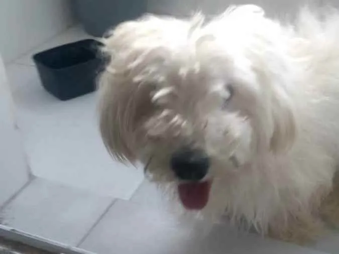 Cachorro ra a Poodle idade  nome Sem nome