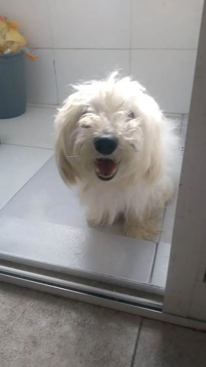 Cachorro ra a Poodle idade  nome Sem nome