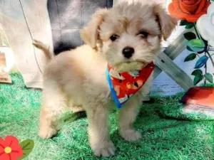 Cachorro raça Srd idade 2 a 6 meses nome Ursinho 