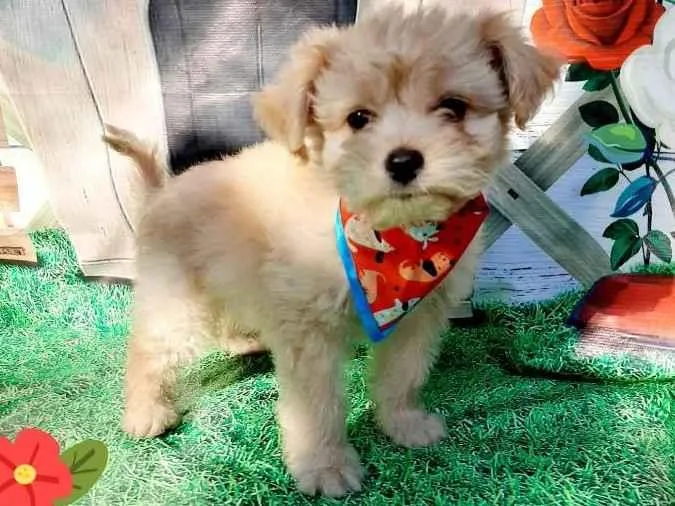 Cachorro raça Srd idade 2 a 6 meses nome Ursinho 