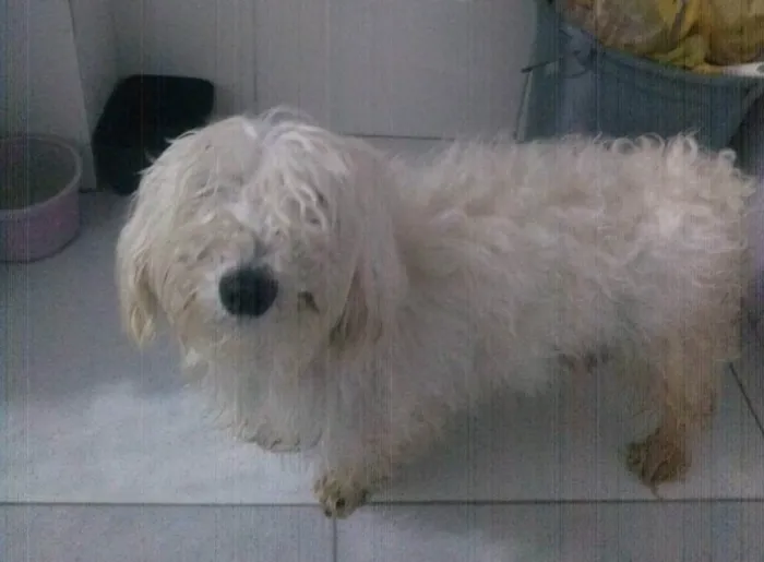 Cachorro ra a Poodle idade  nome Sem nome