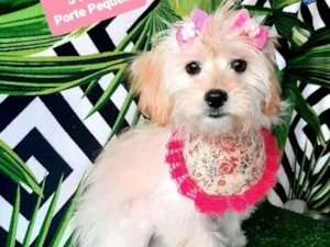 Cachorro raça Srd idade 2 a 6 meses nome Luluca