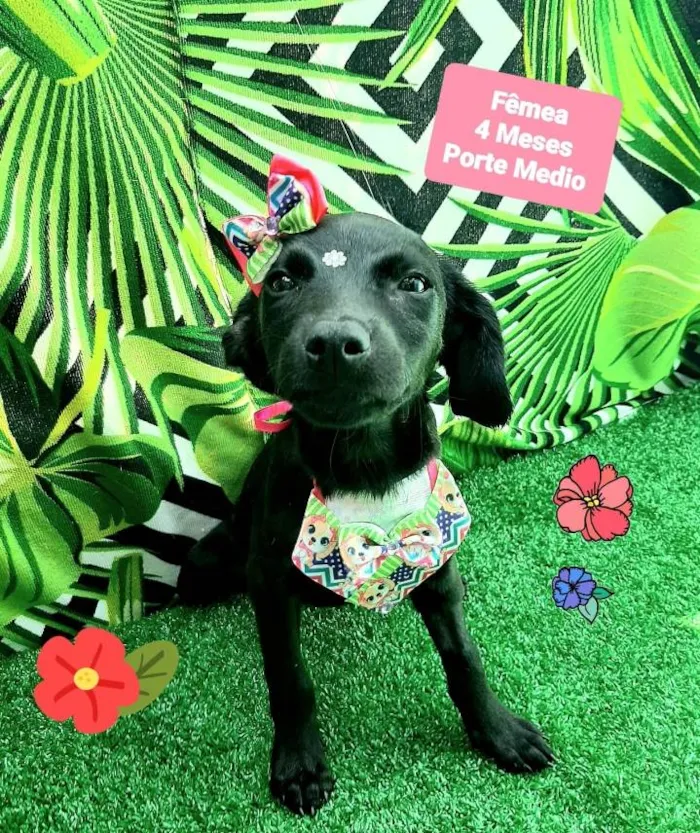 Cachorro raça Srd idade 2 a 6 meses nome Calie 