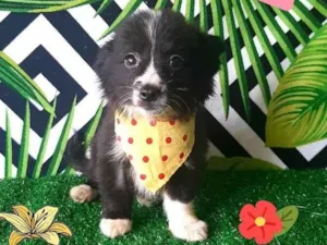 Cachorro raça Srd idade 2 a 6 meses nome Mickey 