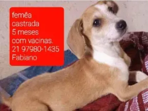 Cachorro raça Srd  idade 2 a 6 meses nome Filhotes 5 meses