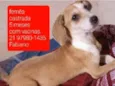 Filhotes 5 meses