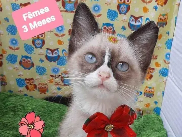 Gato raça Srd idade 2 a 6 meses nome Maitê
