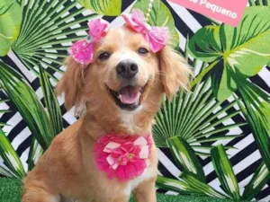 Cachorro raça Srd idade 1 ano nome Megui 