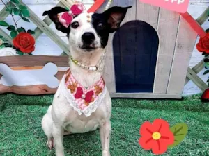 Cachorro raça Srd idade 1 ano nome Duda