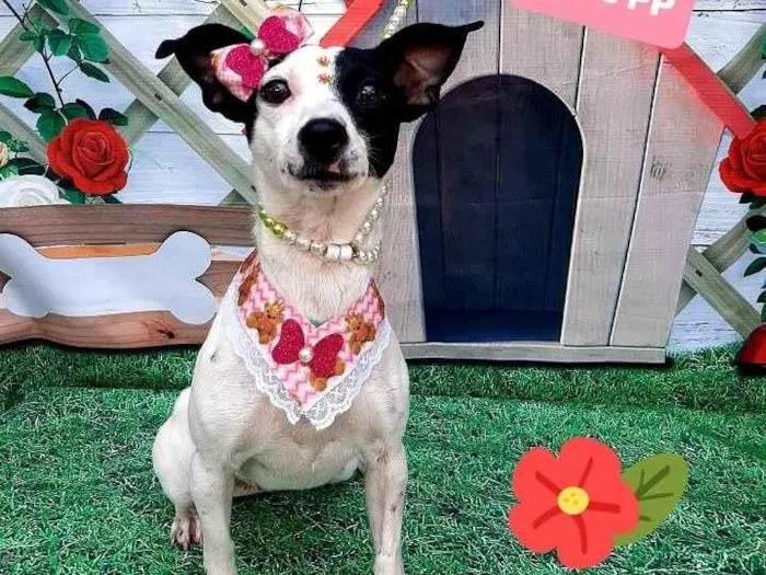 Cachorro raça Srd idade 1 ano nome Duda