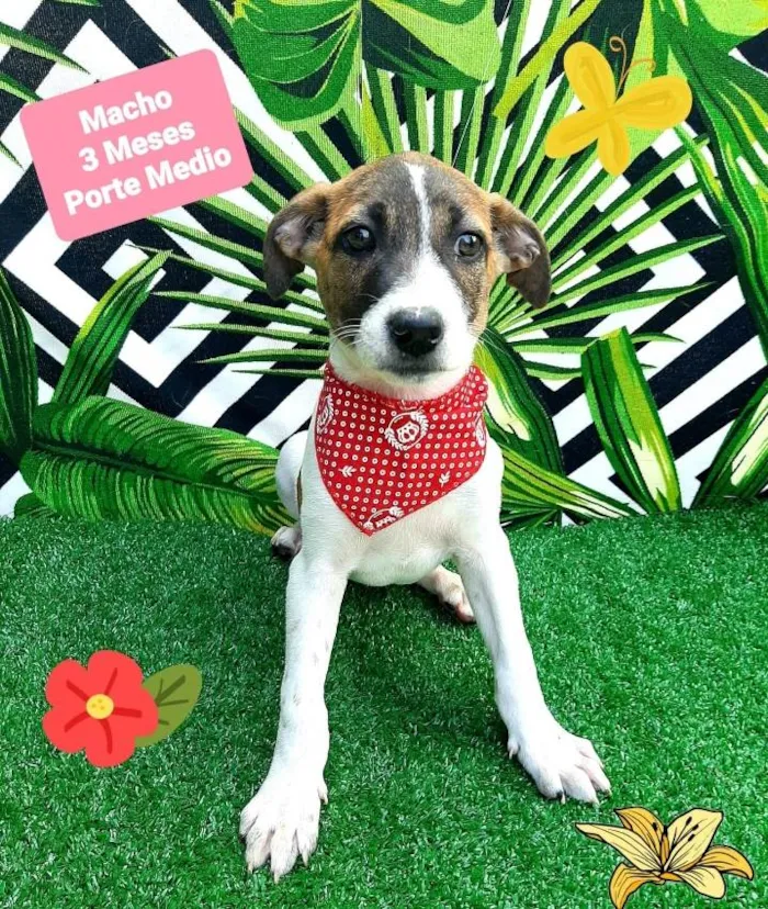 Cachorro raça Srd idade 2 a 6 meses nome Fabinho