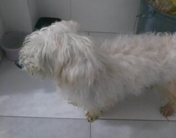 Cachorro ra a Poodle idade  nome Sem nome