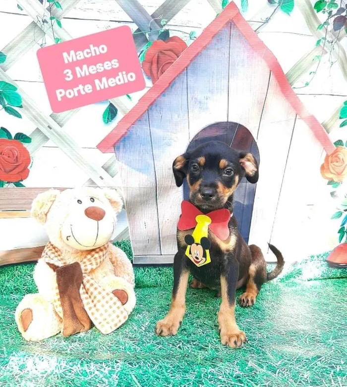 Cachorro raça Srd idade 2 a 6 meses nome Tobias 