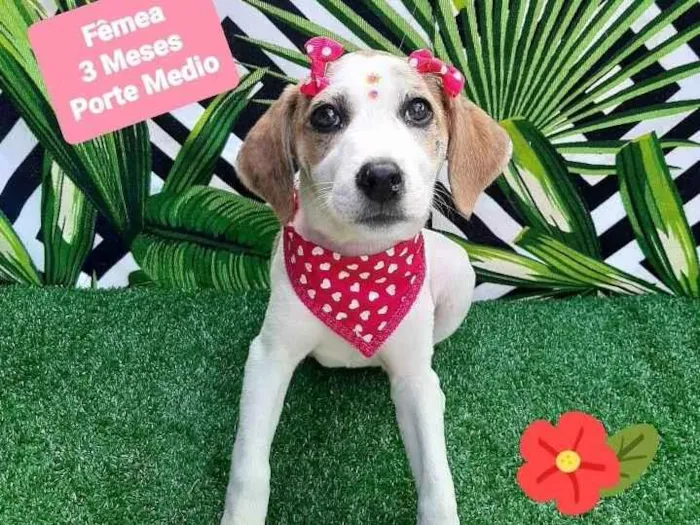 Cachorro raça Srd idade 2 a 6 meses nome Holly