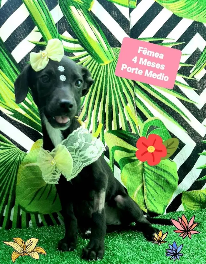 Cachorro raça Srd idade 2 a 6 meses nome Ray 