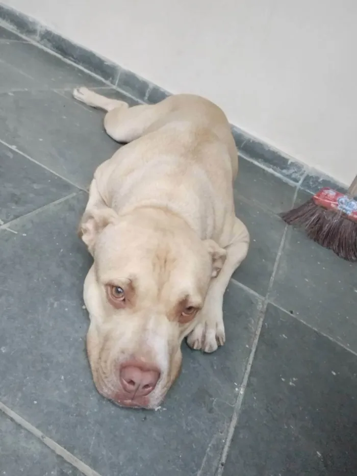 Cachorro ra a Pitbull terrier  idade 1 ano nome Bardok 