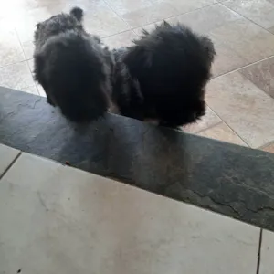Cachorro raça Pequena  idade 2 a 6 meses nome Kiara snupe