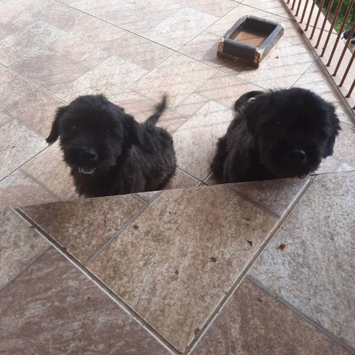 Cachorro raça Pequena  idade 2 a 6 meses nome Kiara snupe