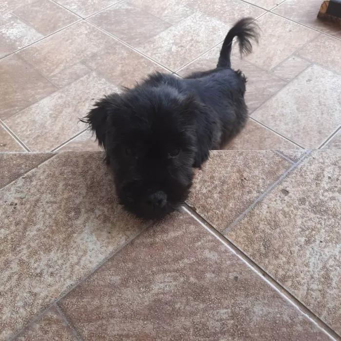 Cachorro raça Pequena  idade 2 a 6 meses nome Kiara snupe