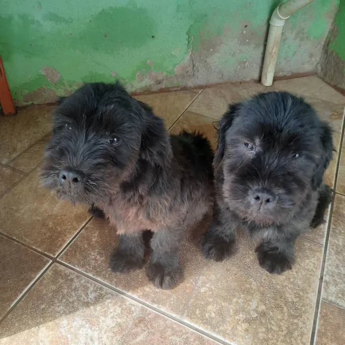 Cachorro raça Pequena  idade 2 a 6 meses nome Kiara snupe