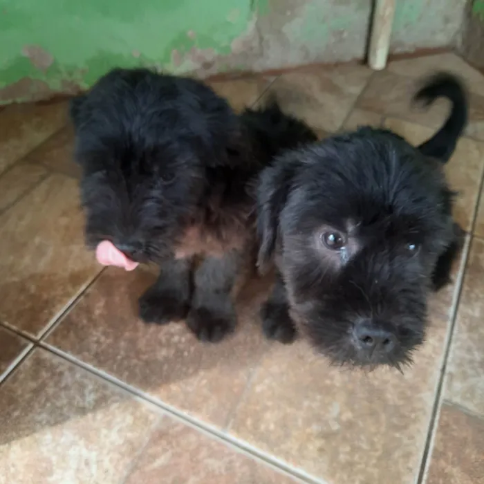 Cachorro raça Pequena  idade 2 a 6 meses nome Kiara snupe