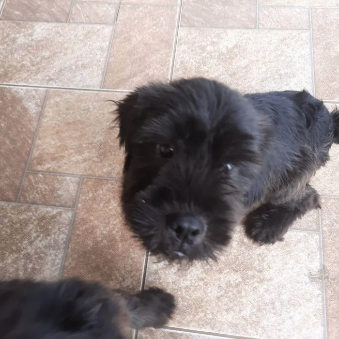 Cachorro raça Pequena  idade 2 a 6 meses nome Kiara snupe