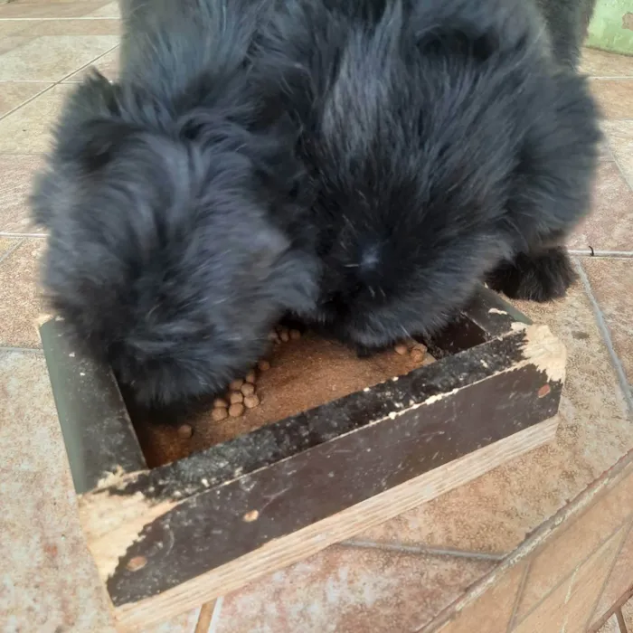 Cachorro raça Pequena  idade 2 a 6 meses nome Kiara snupe