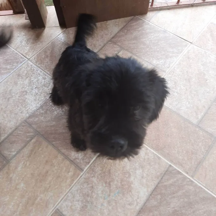 Cachorro raça Pequena  idade 2 a 6 meses nome Kiara snupe