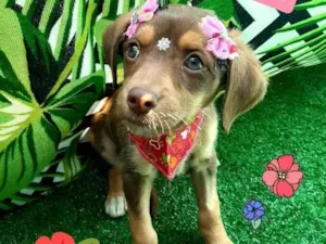 Cachorro raça Srd idade 2 a 6 meses nome Ster