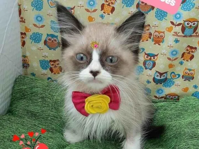 Gato raça Srd idade 2 a 6 meses nome Katy 