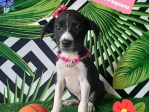 Cachorro raça Srd idade 2 a 6 meses nome Adele