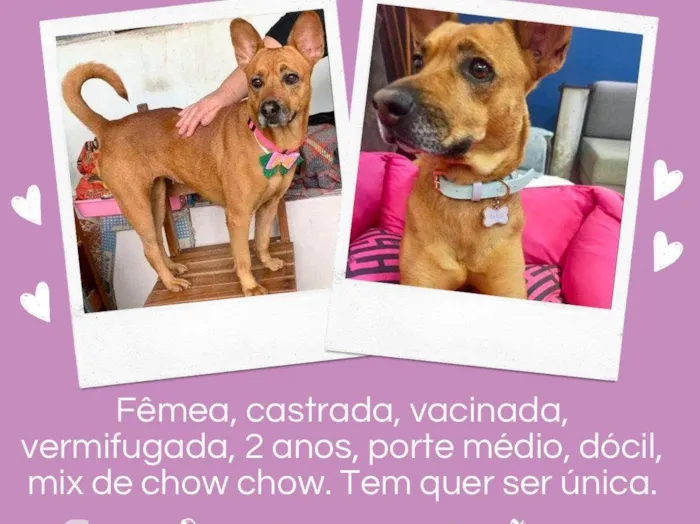 Cachorro raça Mix vira lata com chow chow  idade 2 anos nome Saori