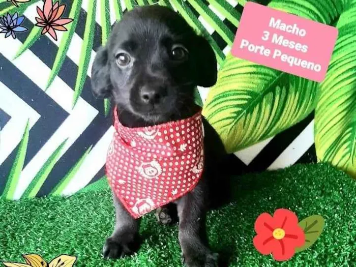 Cachorro raça Srd idade 2 a 6 meses nome Hanter