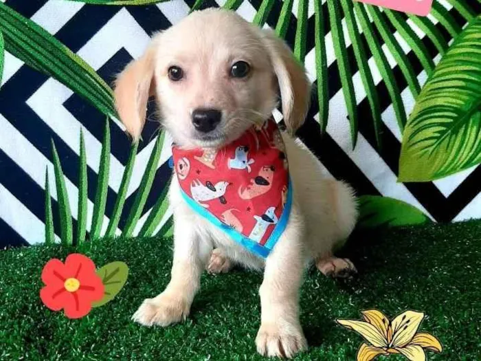 Cachorro raça Srd idade 2 a 6 meses nome Teo 