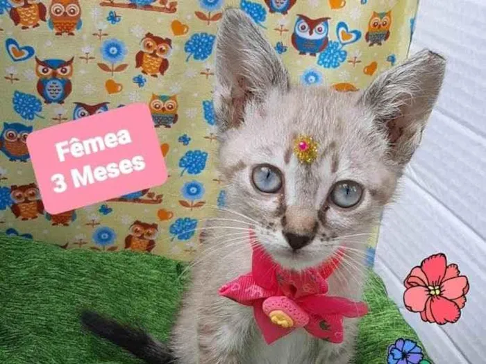 Gato raça Srd idade 2 a 6 meses nome Havana 