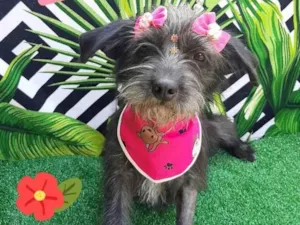 Cachorro raça Srd idade 1 ano nome Nina 