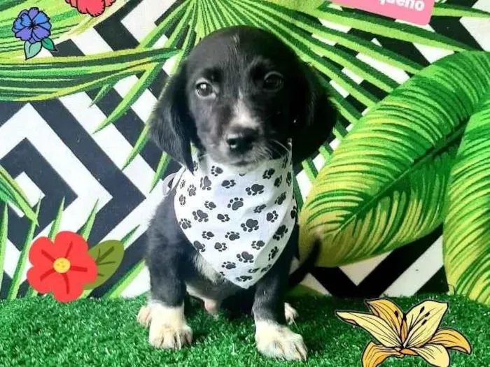 Cachorro raça Srd idade 2 a 6 meses nome Tchutchucao 