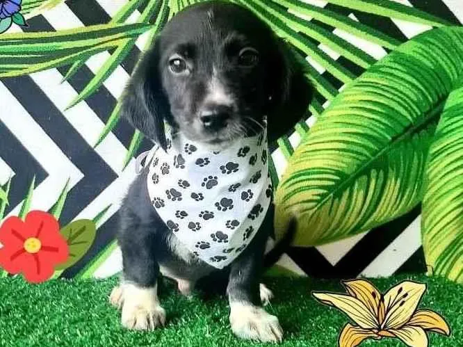Cachorro raça Srd idade 2 a 6 meses nome Tchutchucao 