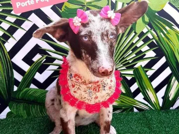 Cachorro raça Srd idade 1 ano nome Sara