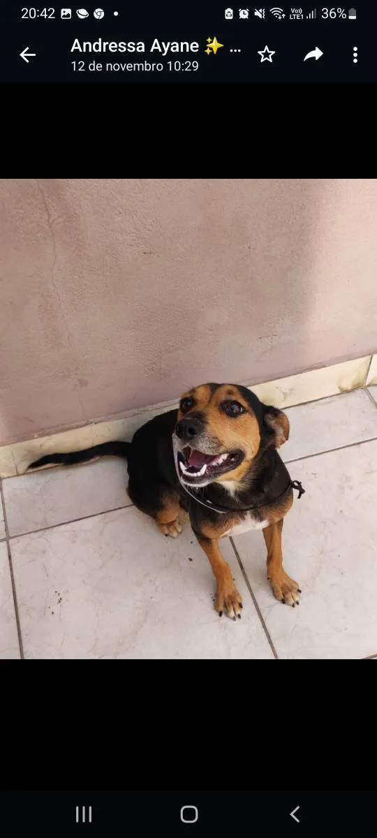 Cachorro ra a SRD idade 1 ano nome Mônica 