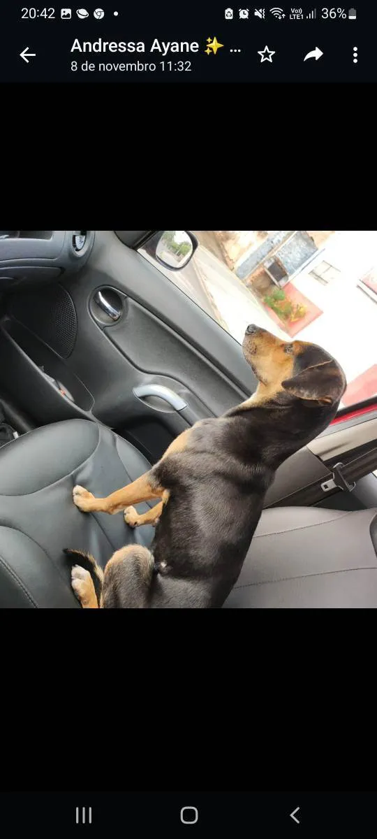 Cachorro ra a SRD idade 1 ano nome Mônica 