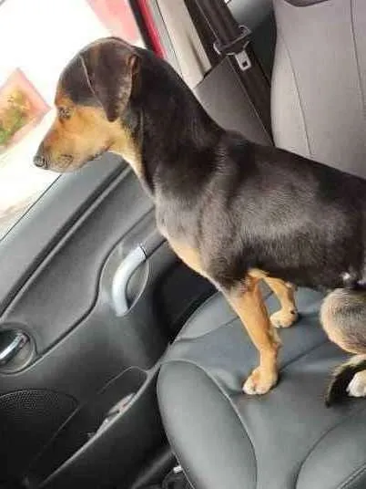 Cachorro ra a SRD idade 1 ano nome Mônica 