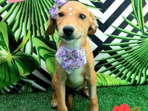 Cachorro raça Srd idade 2 a 6 meses nome Sila 