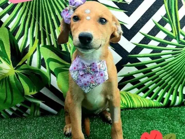 Cachorro raça Srd idade 2 a 6 meses nome Sila 